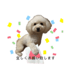 ビションプー☆仕事☆OUTA_BichonPoo（個別スタンプ：5）
