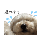 ビションプー☆仕事☆OUTA_BichonPoo（個別スタンプ：6）