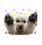 ビションプー☆仕事☆OUTA_BichonPoo（個別スタンプ：8）