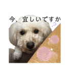 ビションプー☆仕事☆OUTA_BichonPoo（個別スタンプ：9）