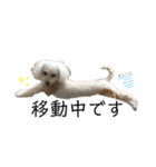 ビションプー☆仕事☆OUTA_BichonPoo（個別スタンプ：11）