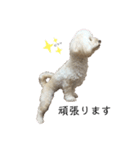 ビションプー☆仕事☆OUTA_BichonPoo（個別スタンプ：12）