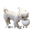 ビションプー☆仕事☆OUTA_BichonPoo（個別スタンプ：13）