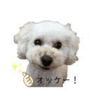 ビションプー☆仕事☆OUTA_BichonPoo（個別スタンプ：14）