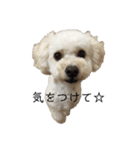 ビションプー☆仕事☆OUTA_BichonPoo（個別スタンプ：26）