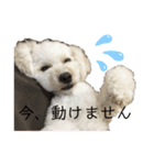 ビションプー☆仕事☆OUTA_BichonPoo（個別スタンプ：28）