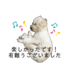 ビションプー☆仕事☆OUTA_BichonPoo（個別スタンプ：30）