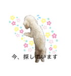 ビションプー☆仕事☆OUTA_BichonPoo（個別スタンプ：31）