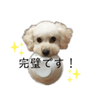 ビションプー☆仕事☆OUTA_BichonPoo（個別スタンプ：32）