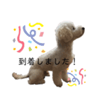 ビションプー☆仕事☆OUTA_BichonPoo（個別スタンプ：33）