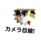 シャイニーの思い出スタンプ（個別スタンプ：2）