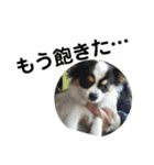 シャイニーの思い出スタンプ（個別スタンプ：4）