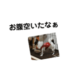 シャイニーの思い出スタンプ（個別スタンプ：5）