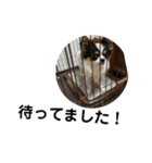 シャイニーの思い出スタンプ（個別スタンプ：7）
