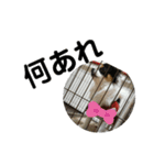 シャイニーの思い出スタンプ（個別スタンプ：8）