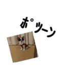 シャイニーの思い出スタンプ（個別スタンプ：12）
