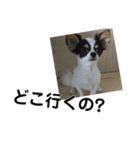シャイニーの思い出スタンプ（個別スタンプ：13）