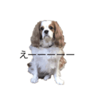 キャバリア犬ゆず（個別スタンプ：1）