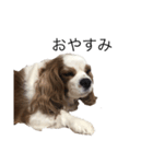 キャバリア犬ゆず（個別スタンプ：2）