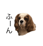 キャバリア犬ゆず（個別スタンプ：3）