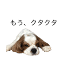 キャバリア犬ゆず（個別スタンプ：4）