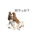 キャバリア犬ゆず（個別スタンプ：5）