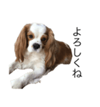 キャバリア犬ゆず（個別スタンプ：6）