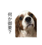 キャバリア犬ゆず（個別スタンプ：8）