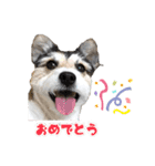 カイのゆるゆるスタンプ（個別スタンプ：10）