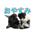 さび猫みみちゃん白黒ちゅらちゃん（個別スタンプ：7）