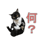 さび猫みみちゃん白黒ちゅらちゃん（個別スタンプ：15）