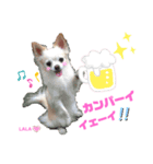 ララちゃんにお任せ❣️（個別スタンプ：1）