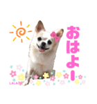 ララちゃんにお任せ❣️（個別スタンプ：2）