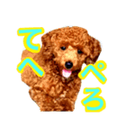 可愛いわんわんスタンプ（個別スタンプ：1）
