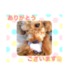 可愛いわんわんスタンプ（個別スタンプ：5）