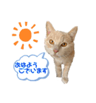 あわねこ保育園の園児たち②（個別スタンプ：1）