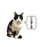 あわねこ保育園の園児たち②（個別スタンプ：3）