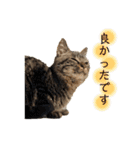 あわねこ保育園の園児たち②（個別スタンプ：5）