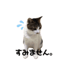 あわねこ保育園の園児たち②（個別スタンプ：6）