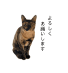 あわねこ保育園の園児たち②（個別スタンプ：8）