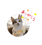 あわねこ保育園の園児たち②（個別スタンプ：9）