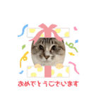 あわねこ保育園の園児たち②（個別スタンプ：10）