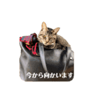 あわねこ保育園の園児たち②（個別スタンプ：13）