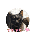 あわねこ保育園の園児たち②（個別スタンプ：14）