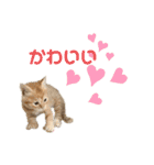 あわねこ保育園の園児たち②（個別スタンプ：17）