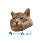 あわねこ保育園の園児たち②（個別スタンプ：18）