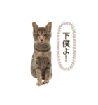 あわねこ保育園の園児たち②（個別スタンプ：19）