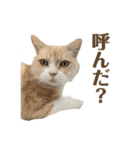 あわねこ保育園の園児たち②（個別スタンプ：20）