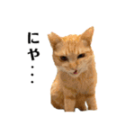 あわねこ保育園の園児たち②（個別スタンプ：22）