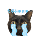 あわねこ保育園の園児たち②（個別スタンプ：25）